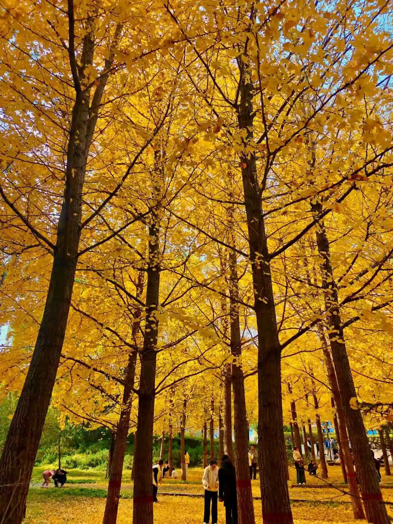 微信图片_2025-11-19_155530_736